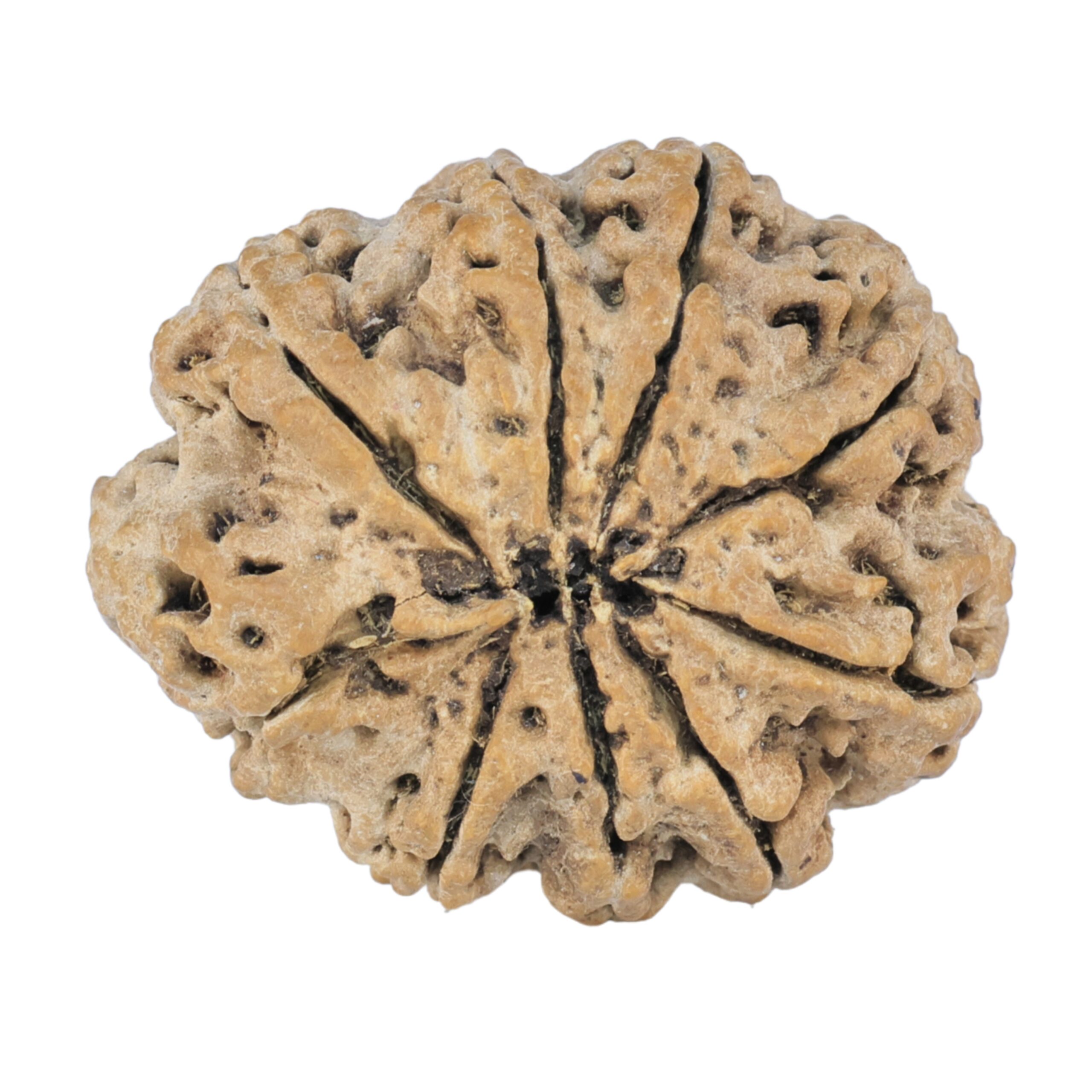 9 Mukhi Rudraksha 25.1mm 3.32gm - Rudraksha back