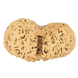 10 Mk Gaurishankar 40.6mm 7.79gm - Rudraksha back