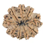 9 Mukhi Rudraksha 31.4mm 6.25gm - Rudraksha back