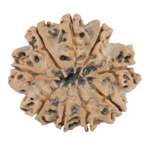 9 Mukhi Rudraksha 31.4mm 6.25gm - Rudraksha back