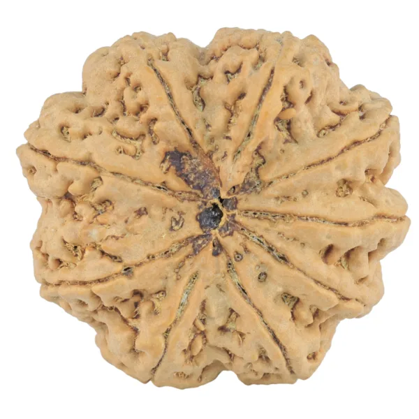 9 Mukhi Rudraksha 33.5mm 9.42gm - Rudraksha back