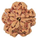 1MK(Underdeveloped) 23.1mm 3.77gm - Rudraksha back