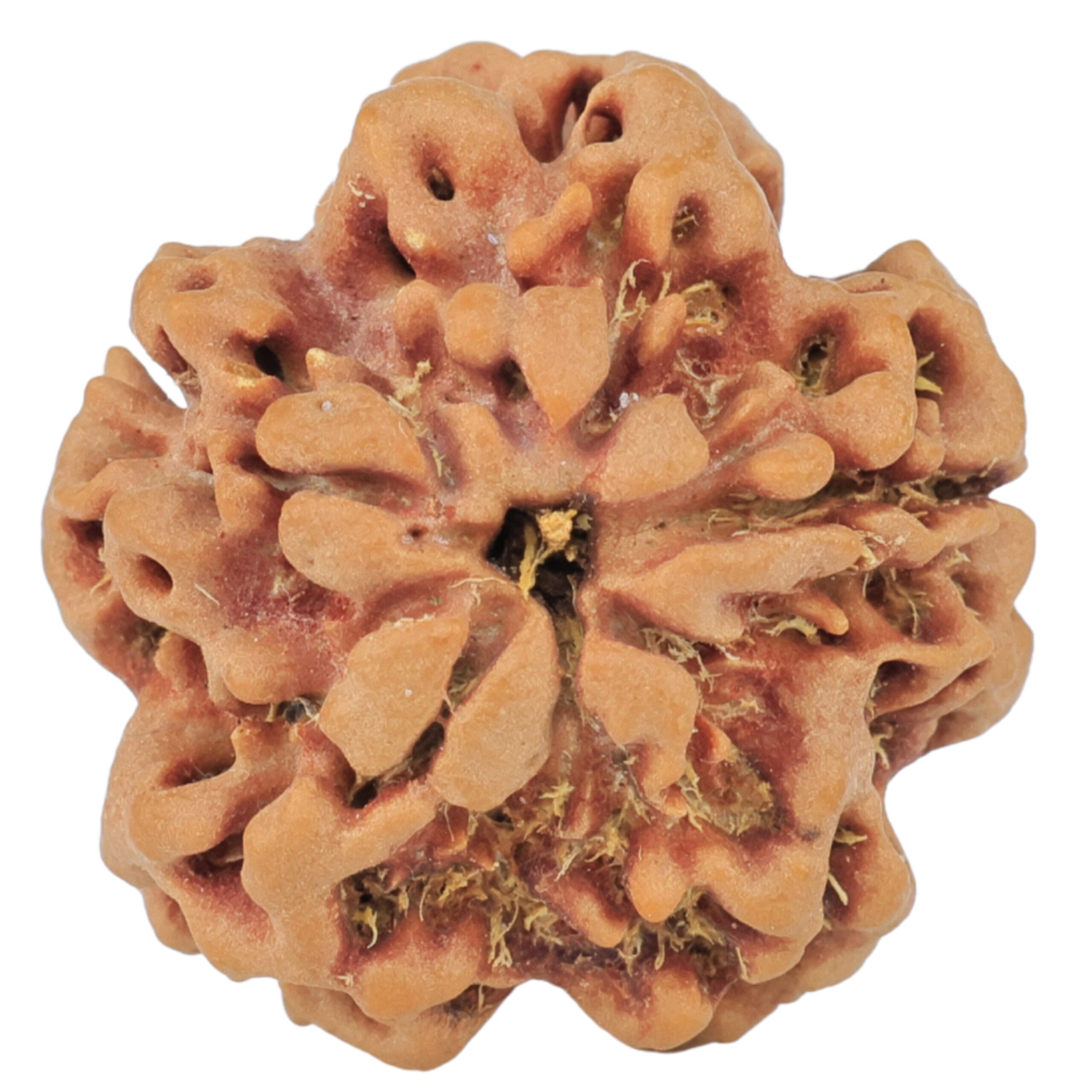 1MK(Underdeveloped) 23.1mm 3.77gm - Rudraksha back