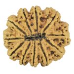 11 Mukhi Rudraksha 31.6mm 7gm - Rudraksha back