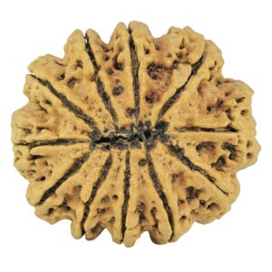 11 Mukhi Rudraksha 31.6mm 7gm - Rudraksha back