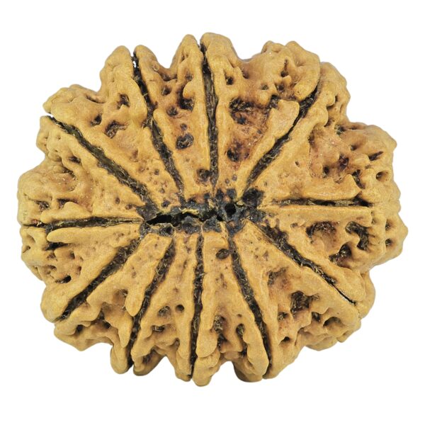 11 Mukhi Rudraksha 31.6mm 7gm - Rudraksha back