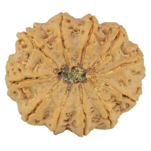 11 Mukhi Rudraksha 34.5mm 9.39gm - Rudraksha back