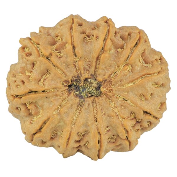 11 Mukhi Rudraksha 34.5mm 9.39gm - Rudraksha back
