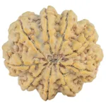 9 Mukhi Rudraksha 30.6mm 8.3gm - Rudraksha back