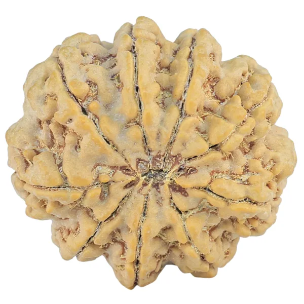 9 Mukhi Rudraksha 30.6mm 8.3gm - Rudraksha back