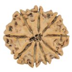 9 Mukhi Rudraksha 25.7mm 4.2gm - Rudraksha back