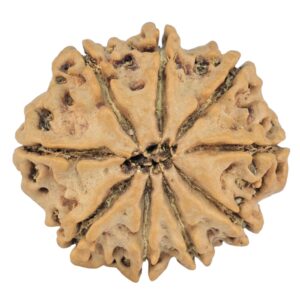 9 Mukhi Rudraksha 25.7mm 4.2gm - Rudraksha back