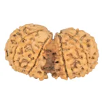 9 MK Gaurishankar 40.4mm 7.66gm - Rudraksha back