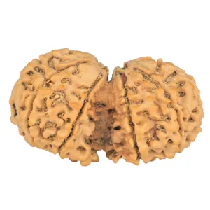 9 MK Gaurishankar 40.4mm 7.66gm - Rudraksha back