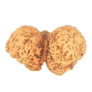10 Mk Gaurishankar 47mm 9.6gm - Rudraksha back