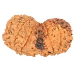 11 MK Gaurishankar 35.9mm 5.58gm - Rudraksha back
