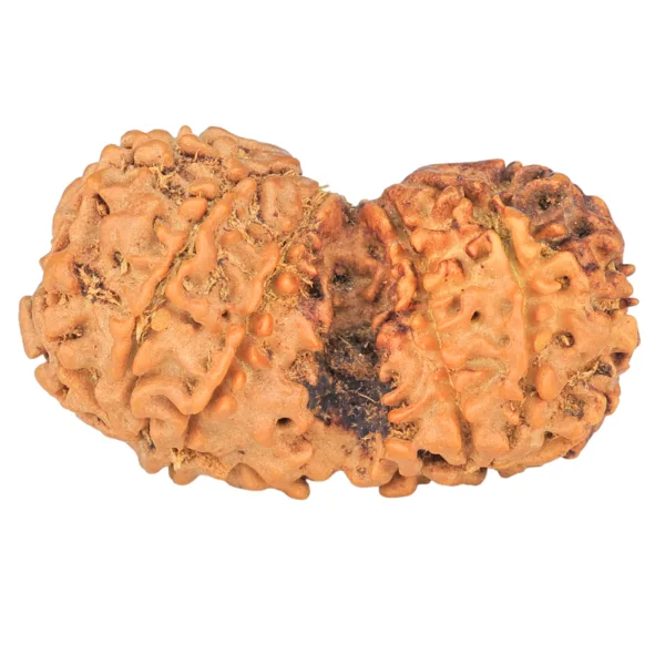 11 MK Gaurishankar 35.9mm 5.58gm - Rudraksha back