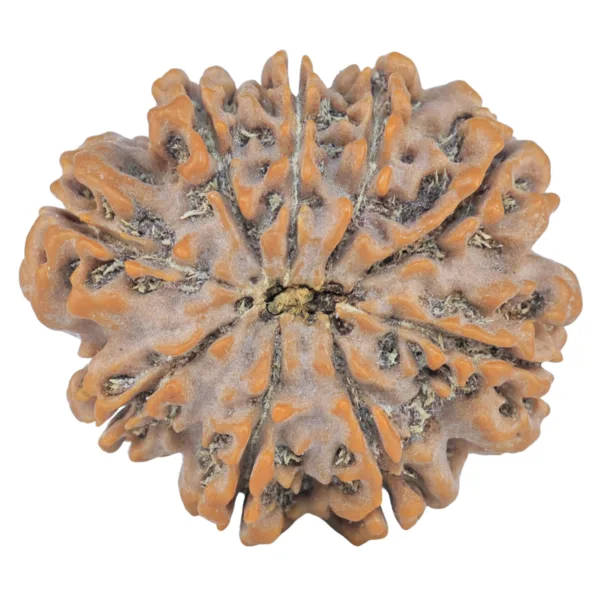 9 Mukhi Rudraksha 28.4mm 5.44gm - Rudraksha back