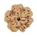 1MK(Underdeveloped) 23.5mm 4.61gm - Rudraksha back