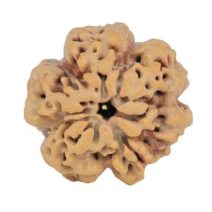1MK(Underdeveloped) 23.5mm 4.61gm - Rudraksha back