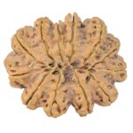 12 Mukhi Rudraksha 38.9mm 10.31gm - Rudraksha back