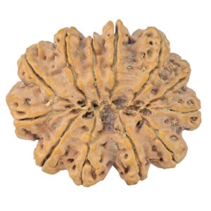 12 Mukhi Rudraksha 38.9mm 10.31gm - Rudraksha back