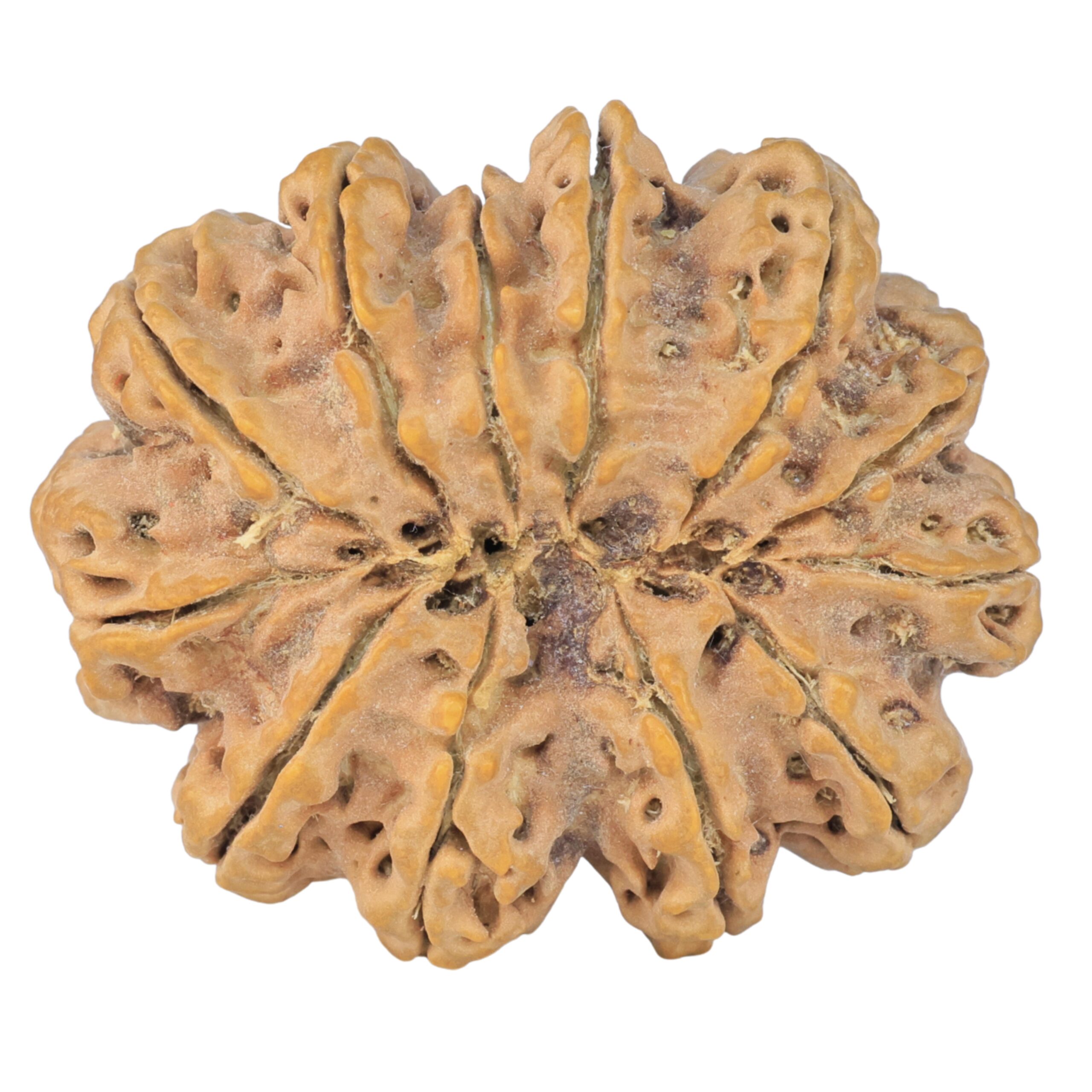 12 Mukhi Rudraksha 38.9mm 10.31gm - Rudraksha back