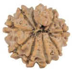 9 Mukhi Ganesh 19.7mm 2.46gm - Rudraksha back