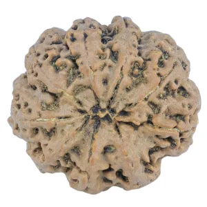 9 Mukhi Rudraksha 27.5mm 5.64gm - Rudraksha back