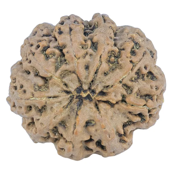 9 Mukhi Rudraksha 27.5mm 5.64gm - Rudraksha back