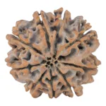 9 Mukhi Rudraksha 25mm 4.12gm - Rudraksha back