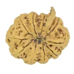10 Mukhi Ganesh 34.7mm 8.7gm - Rudraksha back