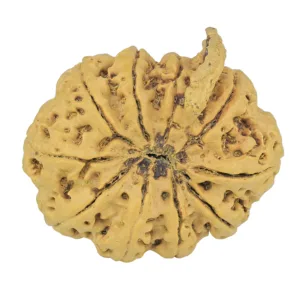 10 Mukhi Ganesh 34.7mm 8.7gm - Rudraksha back