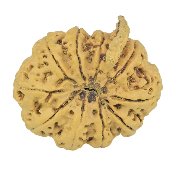 10 Mukhi Ganesh 34.7mm 8.7gm - Rudraksha back