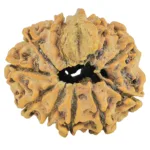 10 Mukhi Ganesh 24.9mm 2.89gm - Rudraksha back