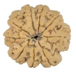 9 Mukhi Rudraksha 28.2mm 5.88gm - Rudraksha back