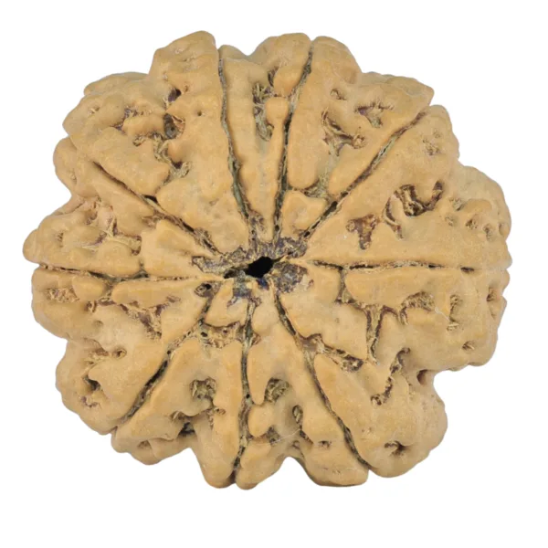 9 Mukhi Rudraksha 28.2mm 5.88gm - Rudraksha back