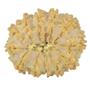 12 Mukhi Rudraksha 24.2mm 3.47gm - Rudraksha back