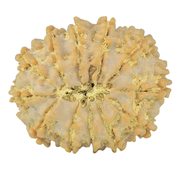 12 Mukhi Rudraksha 24.2mm 3.47gm - Rudraksha back