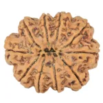10 Mukhi Rudraksha 34.9mm 10.23gm - Rudraksha back