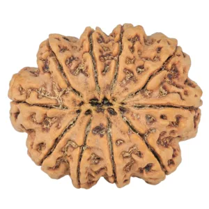 10 Mukhi Rudraksha 34.9mm 10.23gm - Rudraksha back