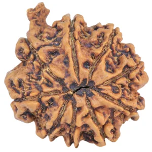 9 Mukhi Ganesh 25.7mm 4.57gm - Rudraksha back