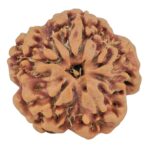1MK(Underdeveloped) 22.4mm 3.89gm - Rudraksha back