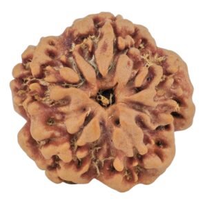 1MK(Underdeveloped) 22.4mm 3.89gm - Rudraksha back