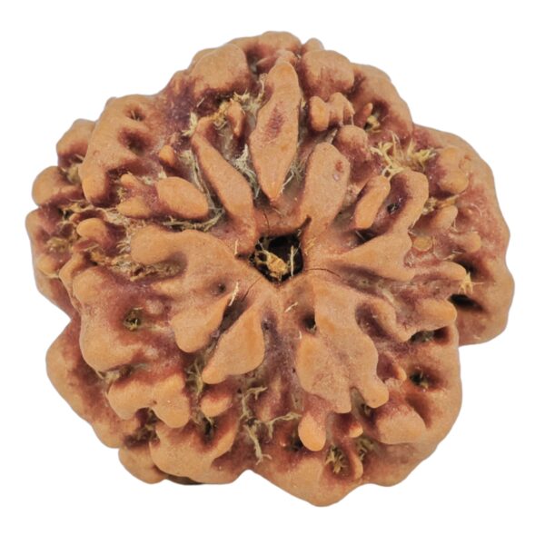 1MK(Underdeveloped) 22.4mm 3.89gm - Rudraksha back