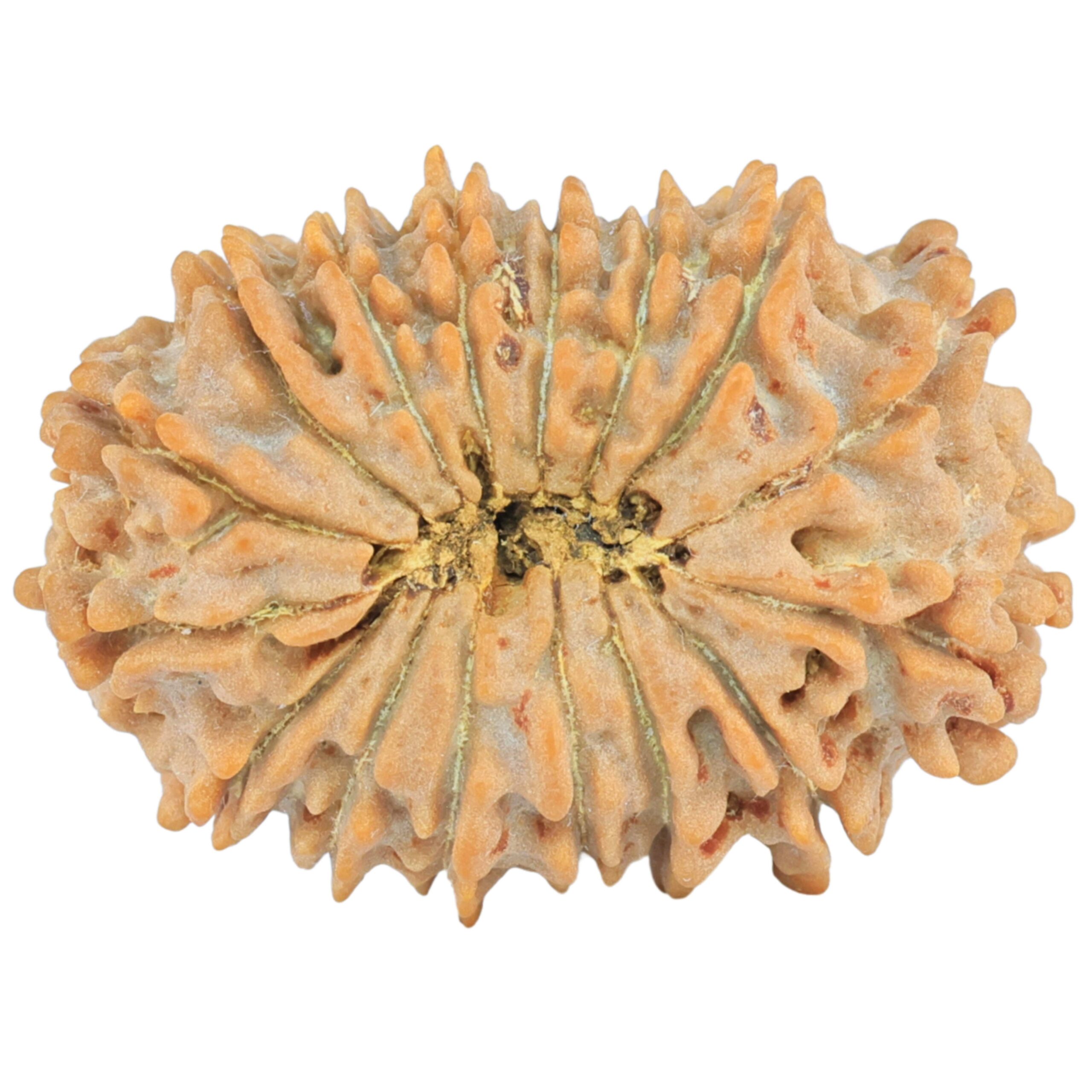 16 Mukhi Rudraksha 27.5mm 3.73gm - Rudraksha back