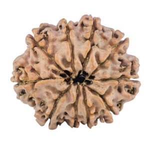 10 Mukhi Rudraksha 25.2mm 4.07gm - Rudraksha back