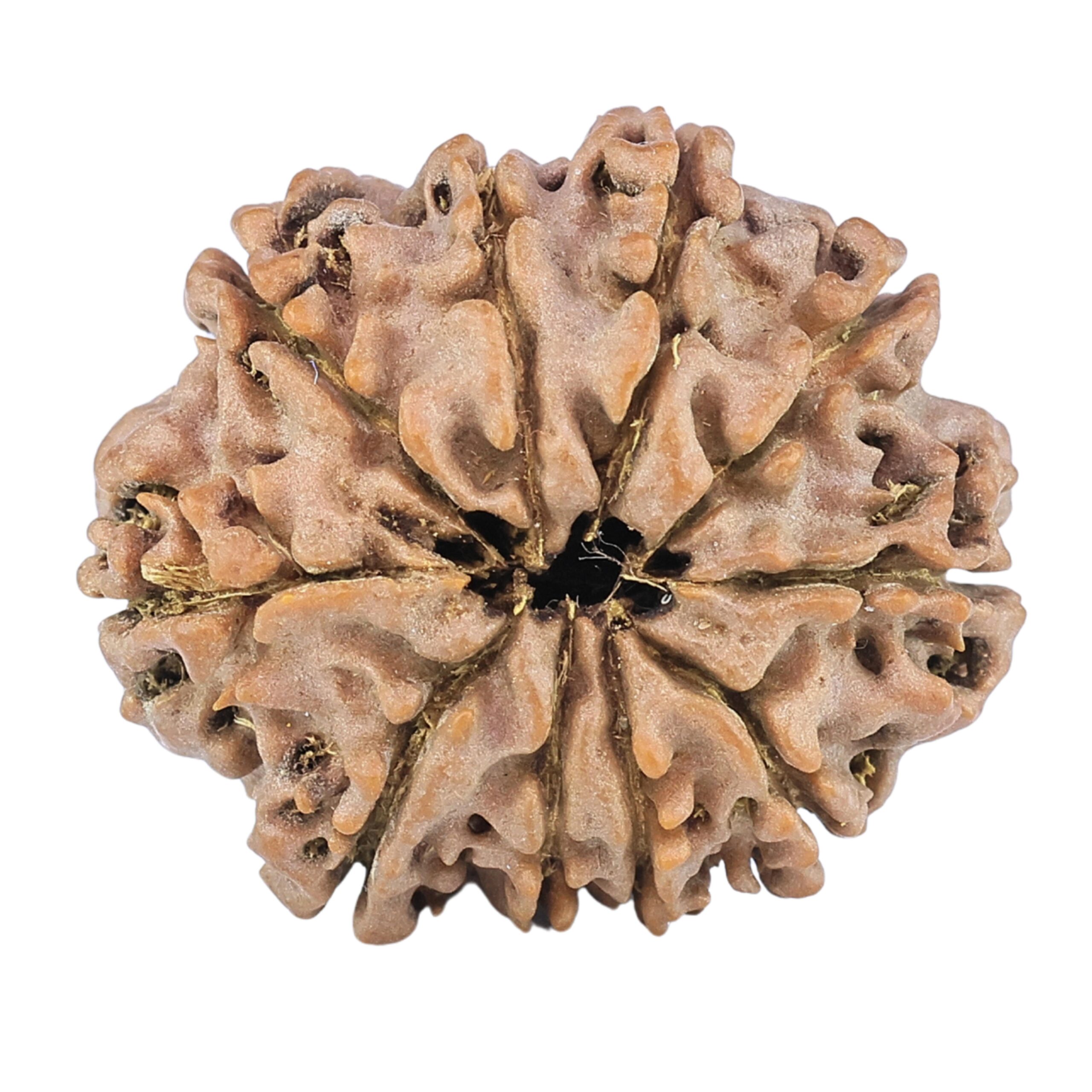10 Mukhi Rudraksha 25.2mm 4.07gm - Rudraksha back