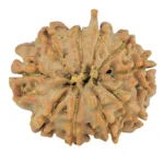 10 Mukhi Ganesh 23.4mm 3.25gm - Rudraksha back