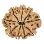 9 Mukhi Rudraksha 26.5mm 4.46gm - Rudraksha back